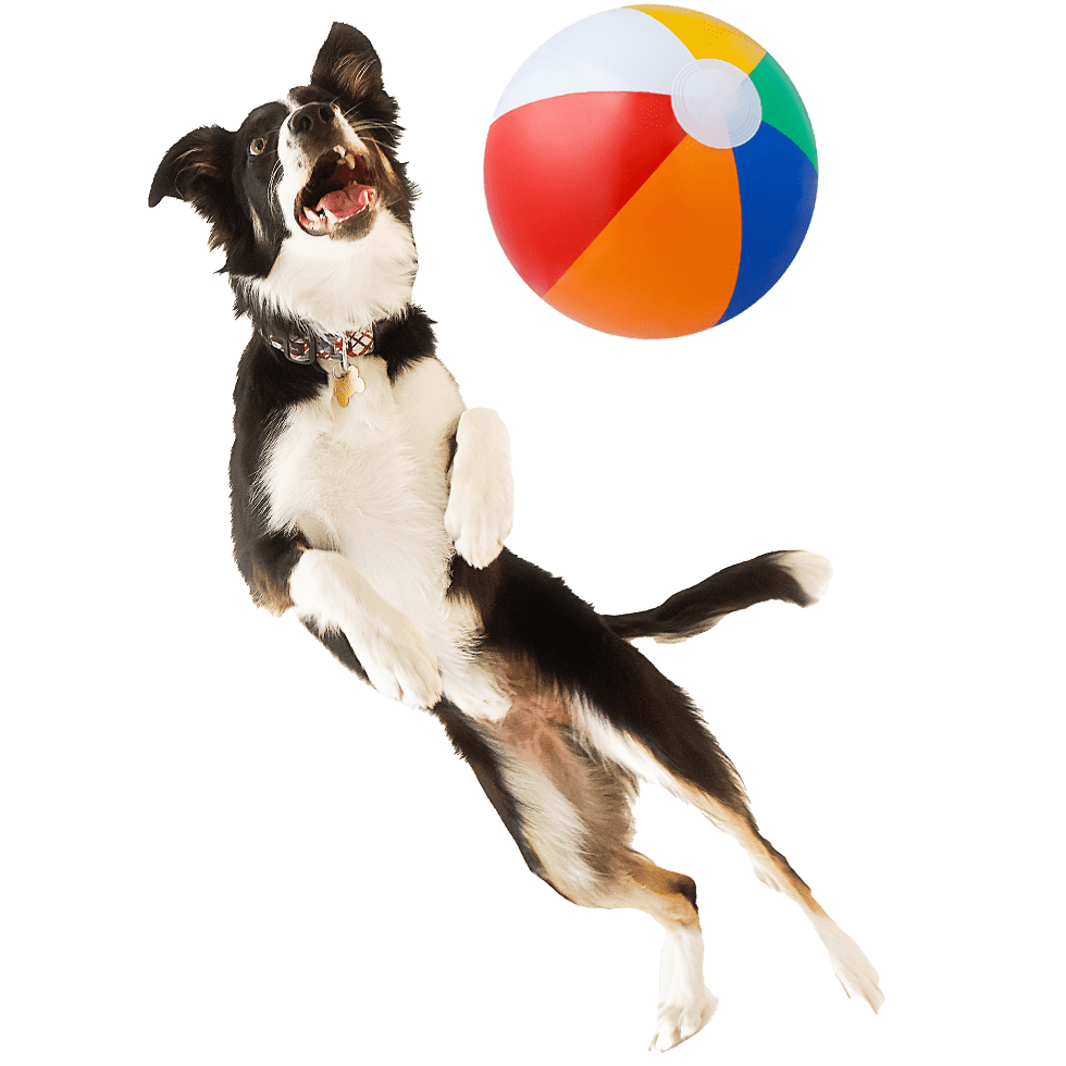 Parrots-Landing-Swimming-Pools-dog-jumping-beach-ball-2